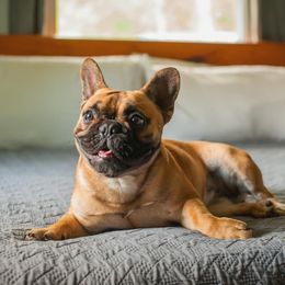 Arwen - French Bulldog