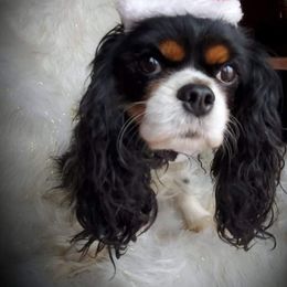 NeeKah - Cavalier King Charles Spaniel