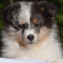 Shetland Sheepdog puppies from Sunway Kennels