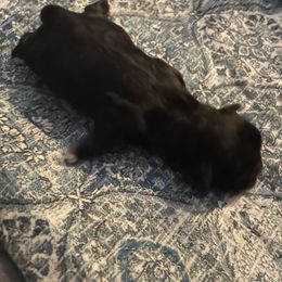 Boy 3- Sirius - Black male Shihpoo puppy in Cherryville, North Carolina from Mystic Moon Shih-Poos