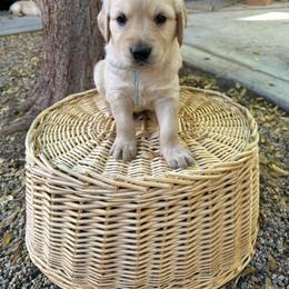 Golden Retriever Puppies from Wishaw Whisky Golden Retrievers