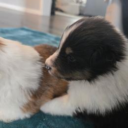 Milo - Black white and tan male Shetland Sheepdog puppy in Lincolnton, North Carolina from Oakview Kennels