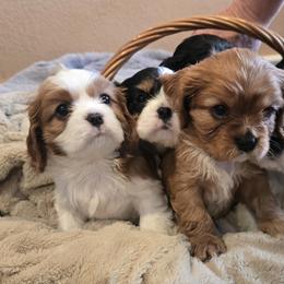 Duchess - Tri-color female Cavalier King Charles Spaniel puppy in Simi Valley, California from Above All Else Love