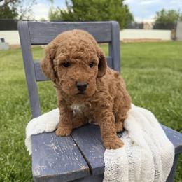 Jagger - Red  male Goldendoodle puppy in Huntington, Utah from Krispydoodle