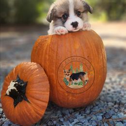 Flapjack - Red male Pembroke Welsh Corgi puppy in Cameron, North Carolina from Butts Family Corgis