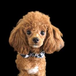 Hoss - Poodle