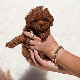 Mars- Green Collar - Red  male Poodle puppy in Atlanta, Georgia from Sprinkle Me Puppy