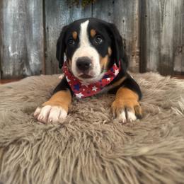 Teddy - Black, white and red male Greater Swiss Mountain Dog puppy in Chester, Illinois from Hilltop Swissys