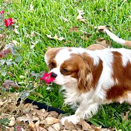 Cavalier King Charles Spaniel Puppies from Hill country cavaliers
