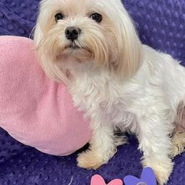 Paris - Maltese
