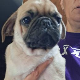 Fawn Boy - Fawn male Pug puppy in Gadsden, Alabama from Carla's Pugs