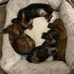 Dachshund Puppies from Brittany Thompson
