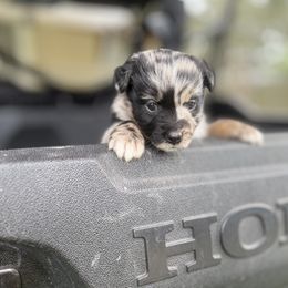 Miniature Australian Shepherd Puppies from Peace Creek Aussies