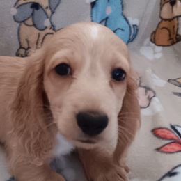 Boy 3 - Dachshund puppy from Forever Doxie