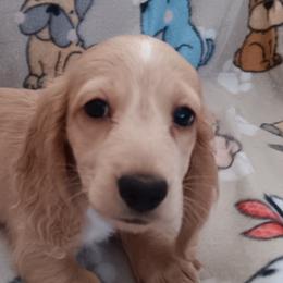 Boy 3 - Dachshund puppy from Forever Doxie