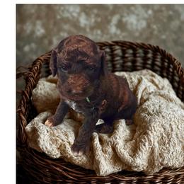 Denver -green color - Brown male Bernedoodle puppy in Aurora, Colorado from Simply Amazing Doodles