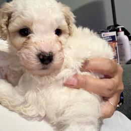 John - White male Bernedoodle puppy in Hays, Kansas from Pine Street doodles