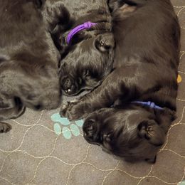 Giant Schnauzer Puppies from Kaiser's Giants