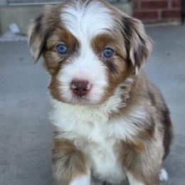 Australian Mountain Doodle puppies from Saltwater Doodles
