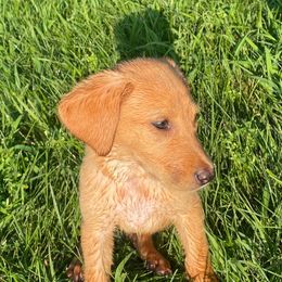 Dory - Yellow female Labrador Retriever puppy in Mineral, Virginia from Canine Assist