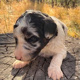 Sage - Phantom male Goldendoodle puppy in Redding, California from O’Hara  Doodles