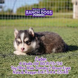 Jaden - Blue male Pomsky puppy in Humeston, Iowa from M.A.R. Dogs