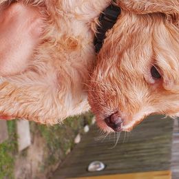 Goldendoodle Puppies from Soule Buddies