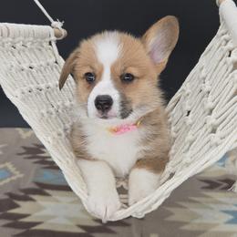 German Shepherd and Pembroke Welsh Corgi Puppies from J&R Shepherds & Corgis