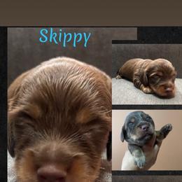 Skippy - Chocolate and tan male Dachshund puppy in Forest Hill, Texas from Ruff n’ Tumble