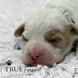 Goldendoodle Puppies from True Friend Doodles