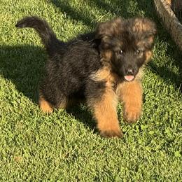 German Shepherd puppies from Von Kingsburg Shepherds