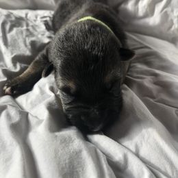 Butterball - Black and tan male German Shepherd puppy in Blairsville, Georgia from Black Sheep German Shepherds