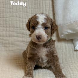 Teddy - Red  male Goldendoodle puppy in Estesburg, Kentucky from Wet Goldendoodle Kisses