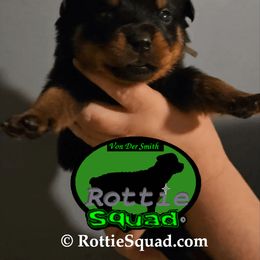 Green Collar Boy 3 - Black and mahogany male Rottweiler puppy in Shepherdsville, Kentucky from Rottie Squad Kennel