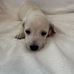 Aberdeen - Cream female Dachshund puppy in Memphis, Tennessee from River City Doxies