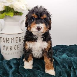 Frisky - Tri-color female Bernedoodle puppy in Granton, Wisconsin from Rose River Farms