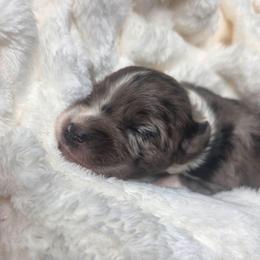 Boone - male Golden Mountain Doodle puppy in Palestine, Texas from KK's Doodle Bunch