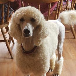 Ruger - Poodle