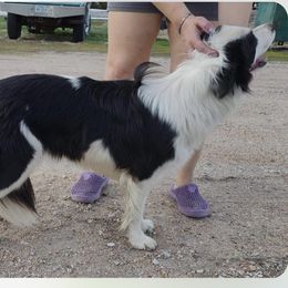BooM - Border Collie