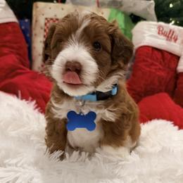 Woody (Mr. Blue) - Sable male Aussiedoodle puppy in Georgetown, Texas from Mc Doodles of Texas LLC