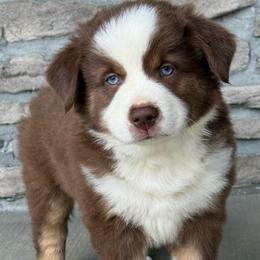 Shadow - Red tri male Miniature Australian Shepherd puppy in Cunningham, Tennessee from Copper Creek Aussies