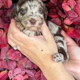 Willow - Merle female Goldendoodle puppy in Enumclaw, Washington from Owen-a-Doodle