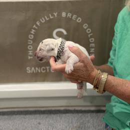Mr. Grey-Dot - Light golden male Golden Retriever puppy in Fresno, California from Sanctuary Ranch Goldens