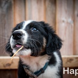 Border Collie, Golden Retriever, and Sporty Mix Puppies from Turbo Border Collies & Coltrievers