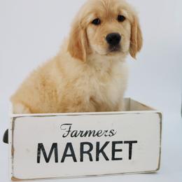 Golden Retriever Puppies from Golden Meadows of Utah