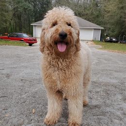 Goldendoodles from BaySprings Doodles