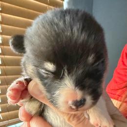 One - Black and tan male Pembroke Welsh Corgi puppy in Riverside, California from Four Aces Corgis