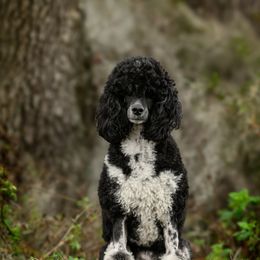 Poodle All Grown Up from Firefly Farm Poodles