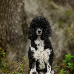 Poodle All Grown Up from Firefly Farm Poodles