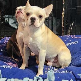 Charlie - Fawn male Boston Terrier puppy in Yakima, Washington from Barnett’s AKC Boston Terriers